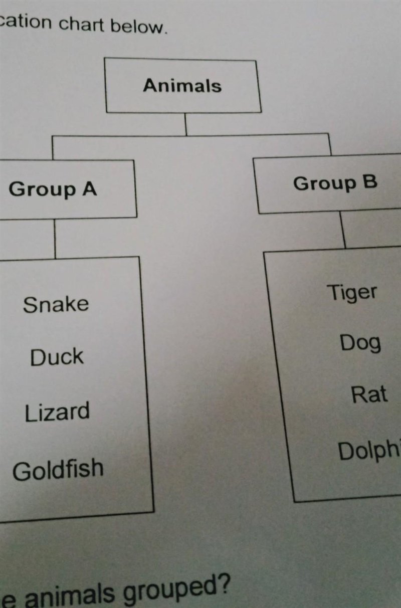 1)How are the animals grouped? 2)In which group,A or B,will you place a mosquito?​-example-1