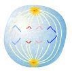 Which phase of cell division is shown? metaphase anaphase prophase telophase-example-1