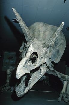 The picture below shows the fossilized bones of a triceratops. The triceratops is-example-1