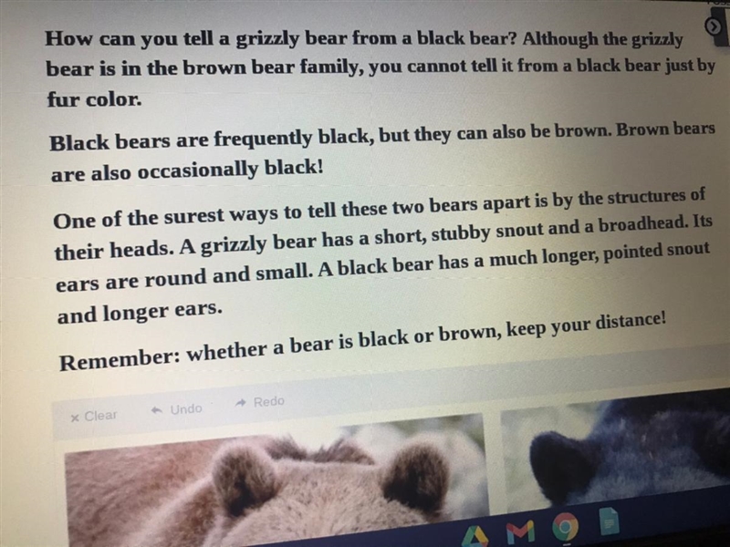 Why does the author tell you to keep your distance from bears whether they are black-example-1