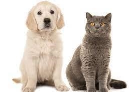 A Dog and a Cat walk into a bar can u tell me what happens next???-example-1