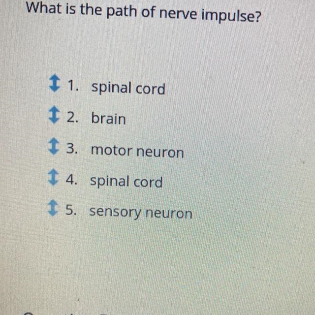 What is the path of nerve impulse? Can someone help me to put them all in the right-example-1