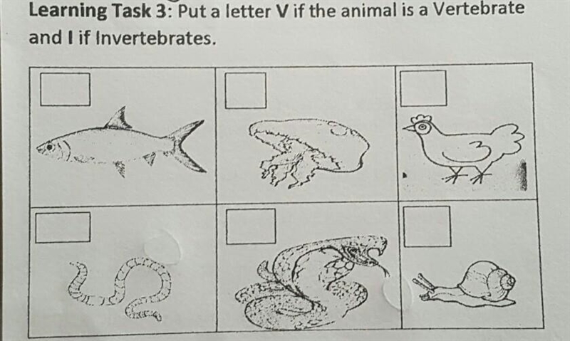 Learning Task 3: Put a letter V if the animal is a Vertebrate and I if Invertebrates-example-1