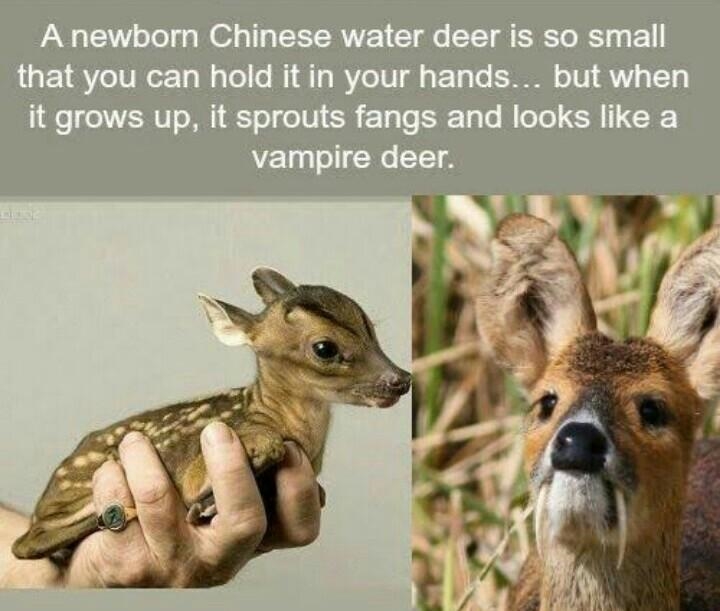 Can someone provide me with a happy animal fact? I need more. Please and thank you-example-3