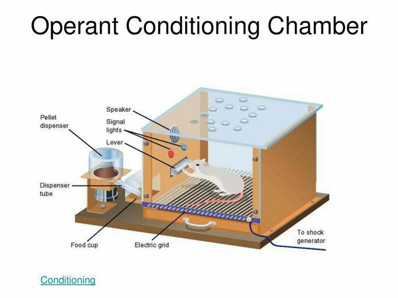 QUESTION 21 boxes are automated chambers that allow for observation and measurement-example-1