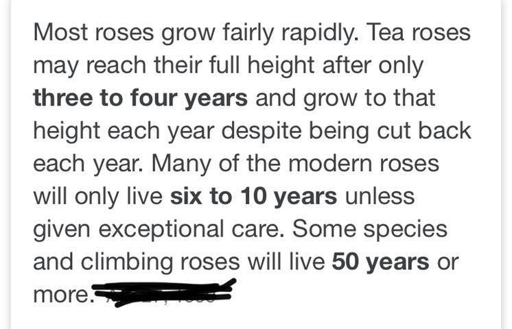 How old is a rose when it grows and when it dies-example-1