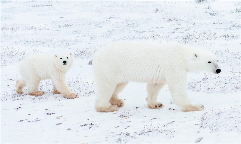 How will oil drilling impact the polar bears?​-example-1