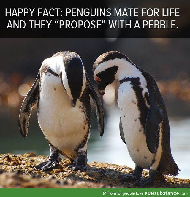 Can someone provide me with a happy animal fact? I need more. Please and thank you-example-2