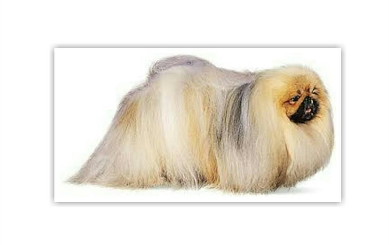 Which animal has a breed called 'Pekingese'???​-example-1