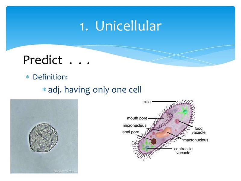 Need an answer soon. Which definition best defines the word unicellular? divided into-example-1