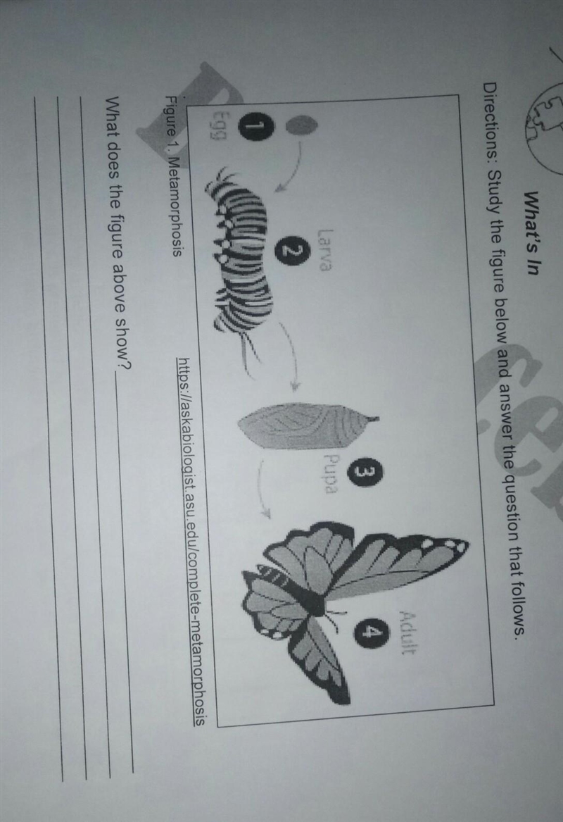 What does the figure above show?​-example-1