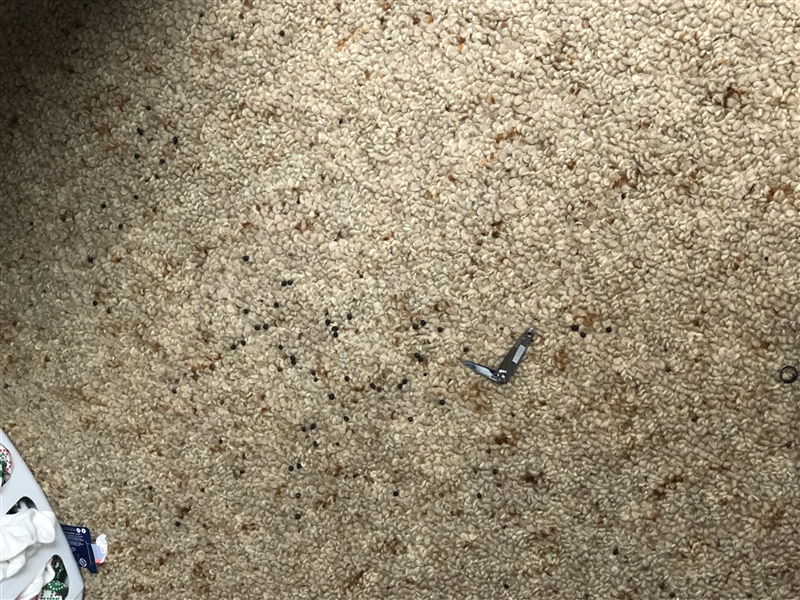 I’m not sure if I dropped something or is this mice droppings?-example-1