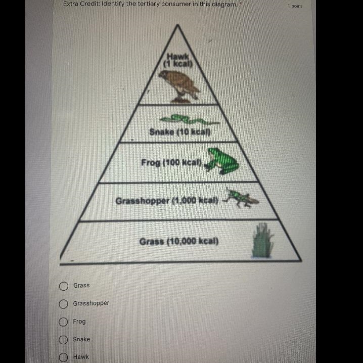 Which is that tertiary consumer in this diagram-example-1