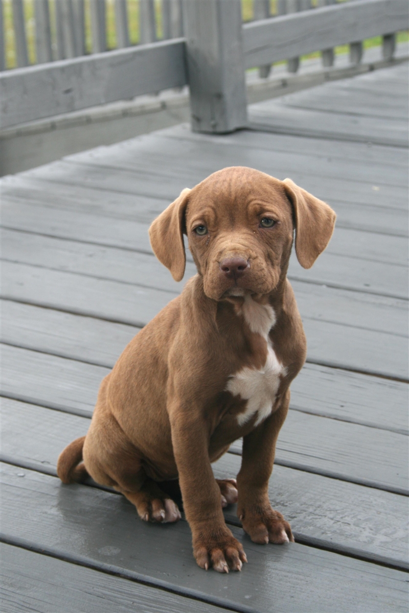 Hey yall look at my new puppy. hes a german shepherd pitbull mix and his name is keanu-example-1