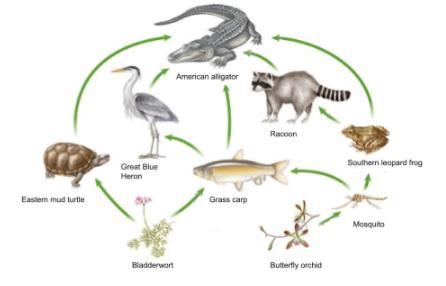 Decomposers are an important part of this food web, even though they are not shown-example-1