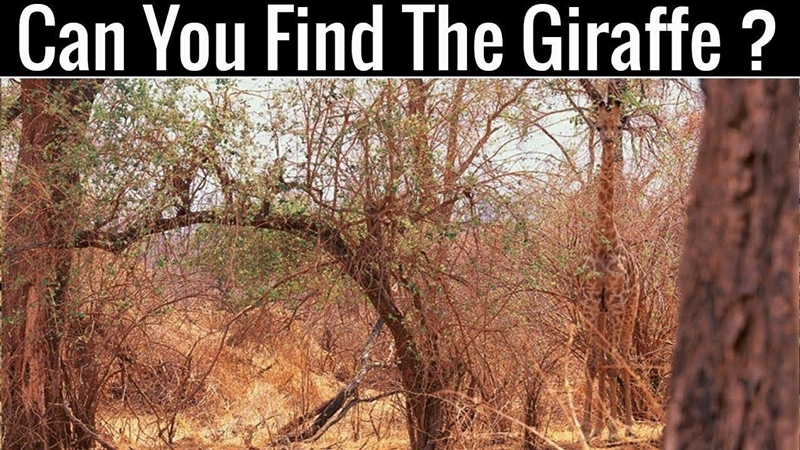 Can you see the Giraffe?-example-1