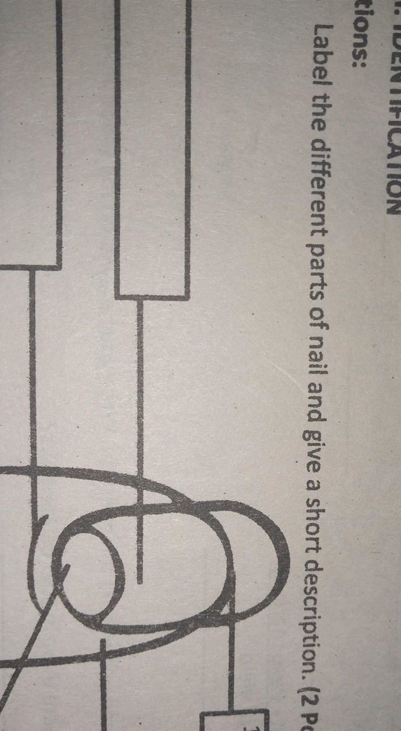 TEST I. IDENTIFICATION Directions: A. Label the different parts of nail and give a-example-1