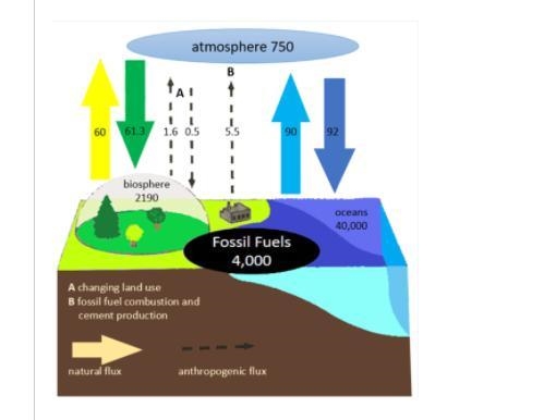 Carbon in the biosphere would increase/decrease/stay the same because-example-1