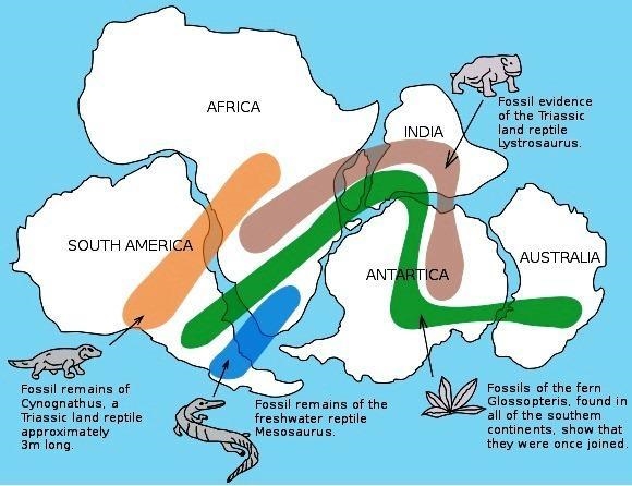 30 POINTS:: Above is a map that supports the idea that the continents were once joined-example-1