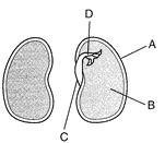 The diagram below represents a bean seed that has been cut in half to show its various-example-1