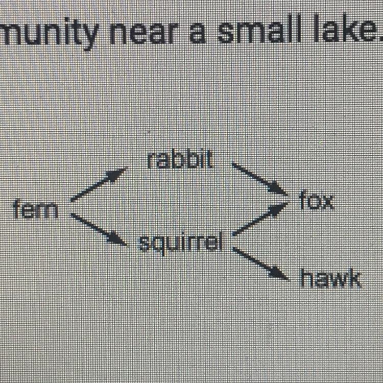 Which species is necessary for the survival of all the other species in the food web-example-1