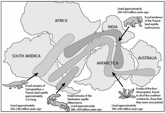 Fossil evidence has been used to understand the movement of continental plates. The-example-1