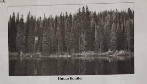 The photo above shows a tree that thrives in the Coniferous Forest area. 1 Based on-example-1