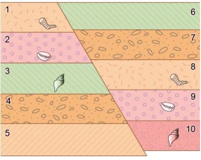 The image shows sedimentary rock layers with index fossils and a fault. Rock layer-example-1