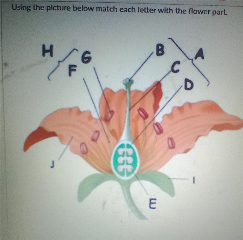 These question says this: using the picture below match each letter with flower part-example-1