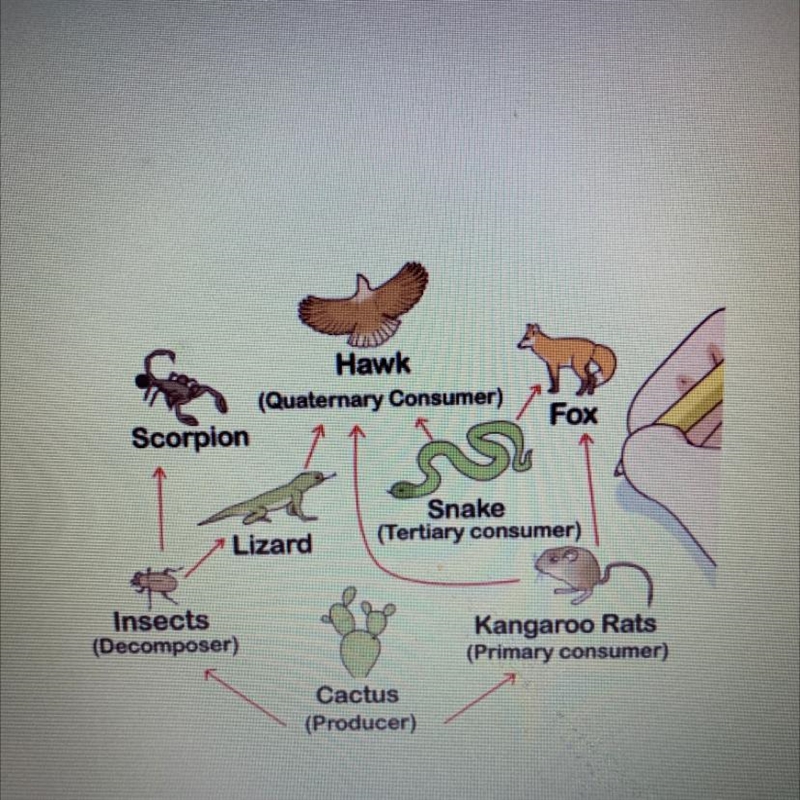 2 food chains that exist in this food web?-example-1