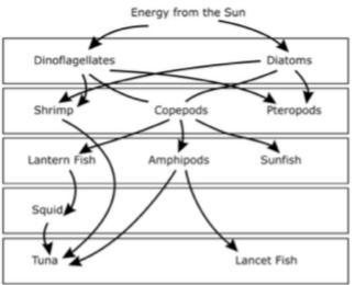 A marine food web is provided below. Describe the relationship between the squid and-example-1