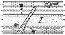 The diagram shows layers of rock with fossils. Which fossil is the oldest ?-example-1