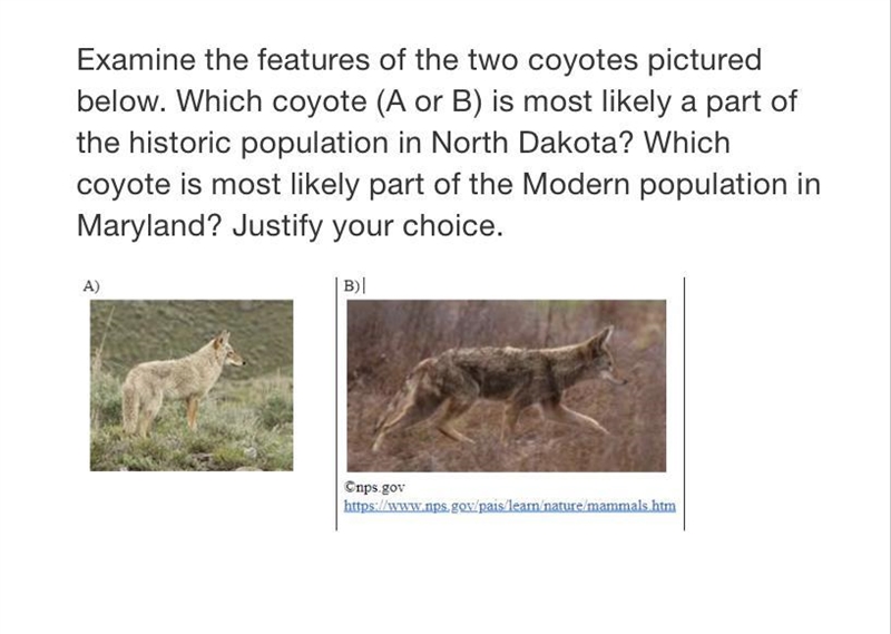 Examine the features of the two coyotes pictured below. Which coyote (A or B) is most-example-1