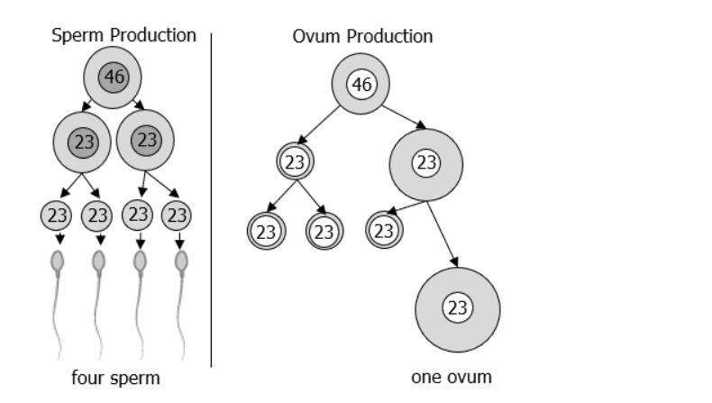 The image shows the process that forms sperm and ovum in humans. Both sperm and ovum-example-1