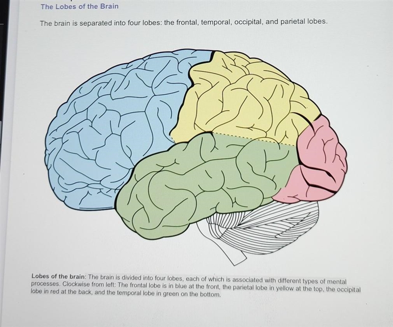 5. Label the structures and functions of the lobes and hemispheres of the brain. (if-example-1