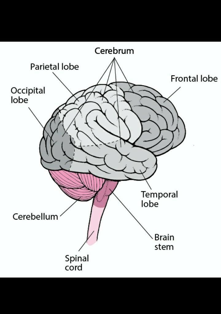 What is the name of the biggest part of the human brain?-example-1