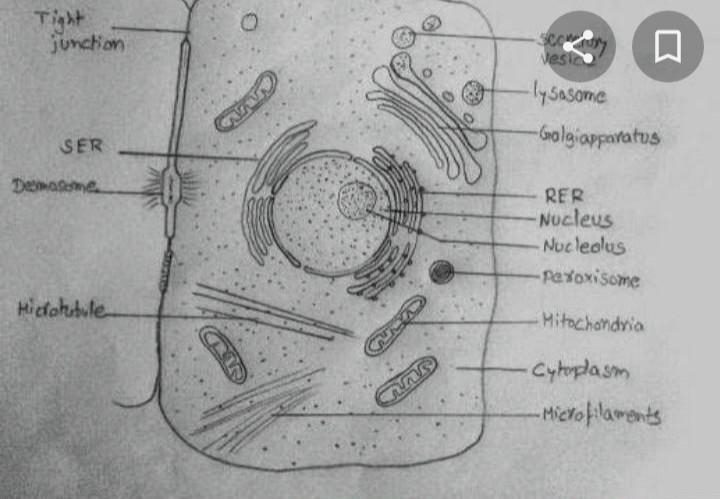 Drraw a well lablled of cell​-example-1