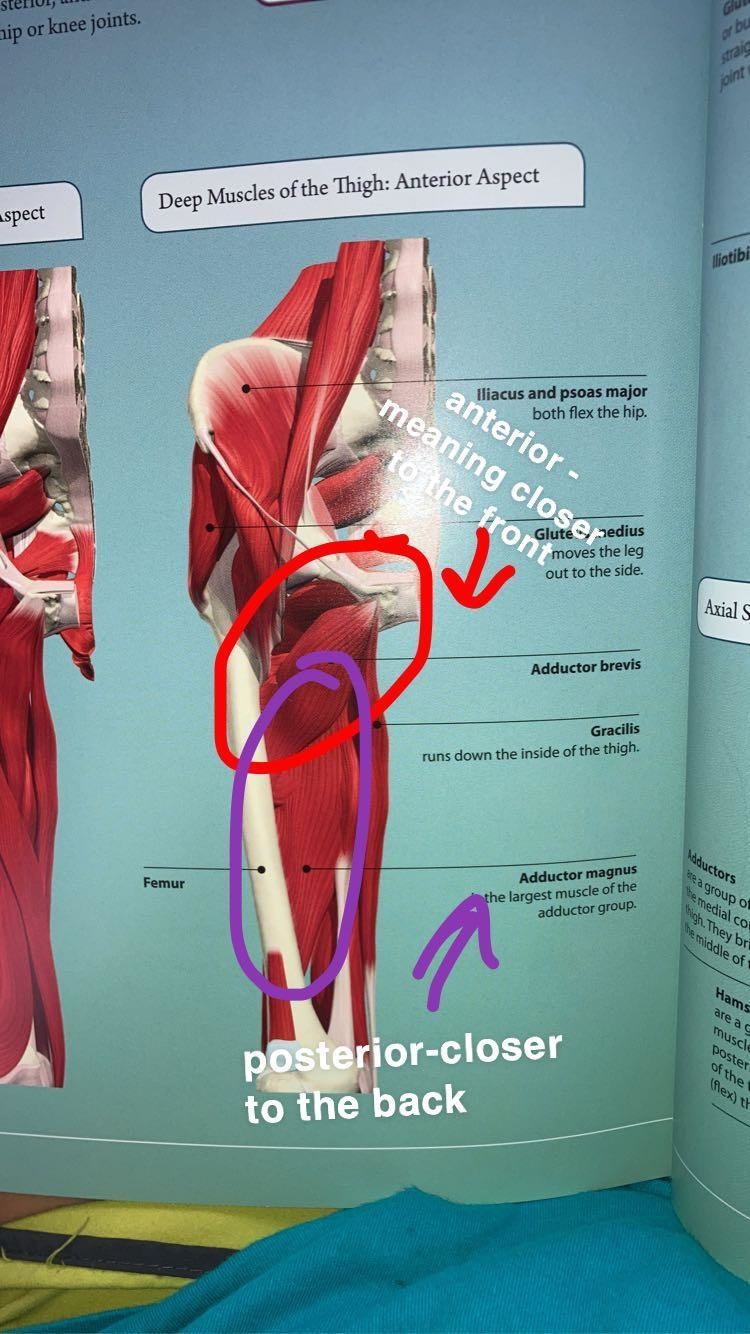 The adductor____is anterior to the gracilis and the adductor____ is posterior to the-example-1