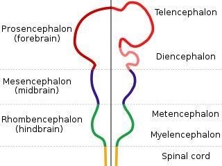 Prenatal development...Please only Answer if you know the Answer. Already at 6 weeks-example-1