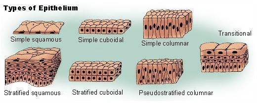 What do you know about epithelial tissue ?-example-1