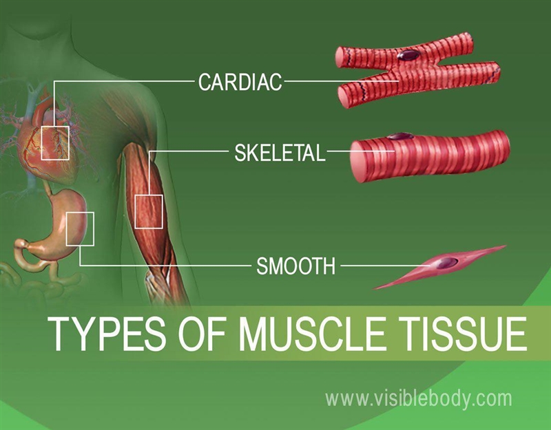 What is muscular system?list out its types. ​-example-1