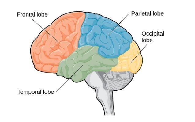 Which lobe of the cerebrum controls cognitive skills?-example-1