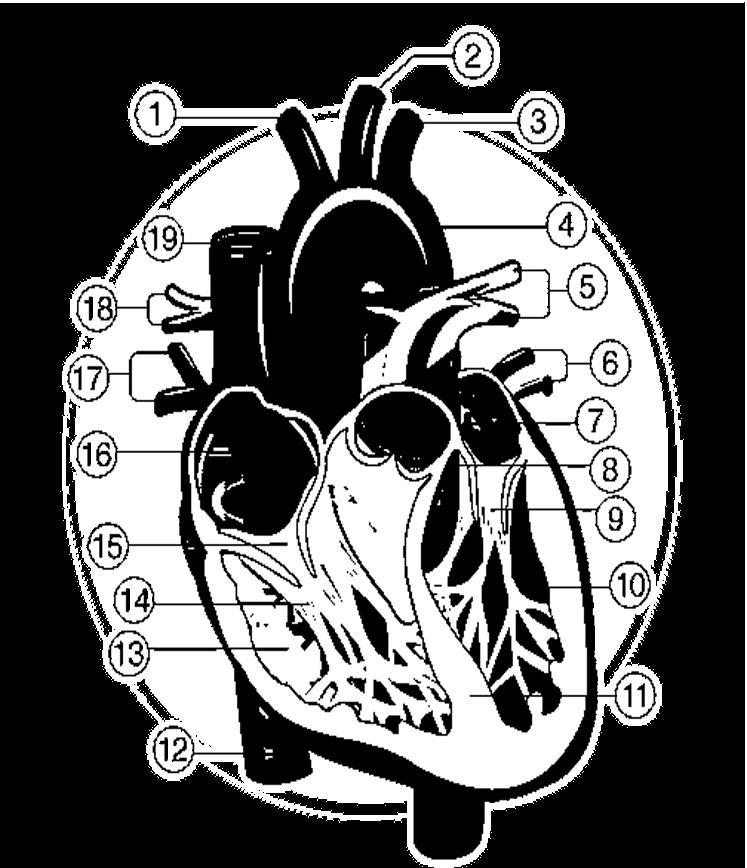 Using the diagram below identify and label the parts of a human heart, labeled with-example-1