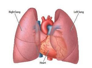 Which systems are represented in the figure? (5 Points) excretory and reproductive-example-1