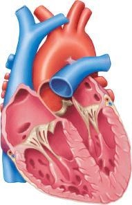 Name each part of the heart-example-1