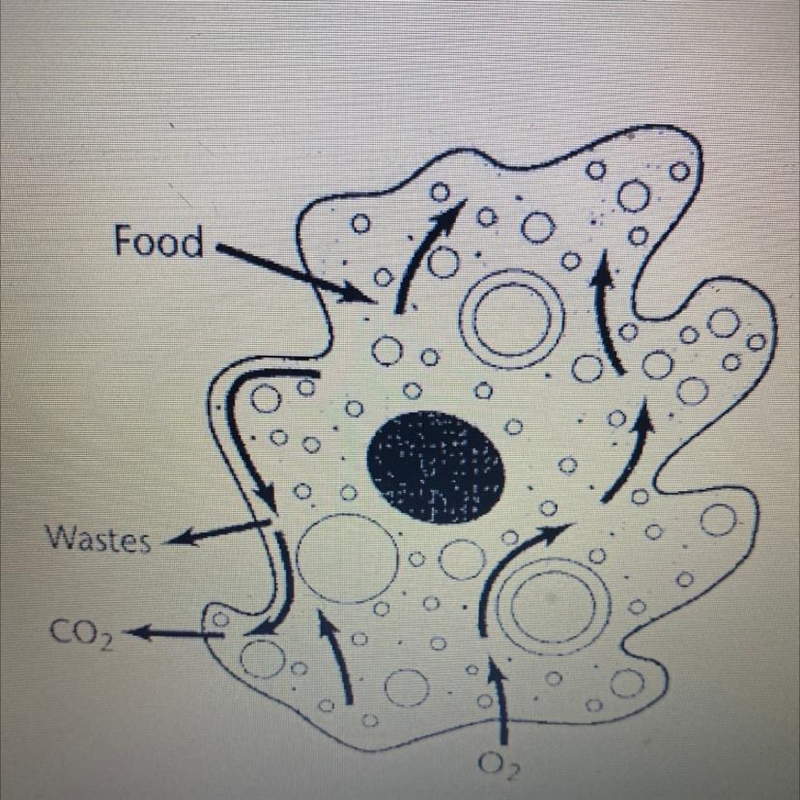 This diagram below shows how substances move in and out of a single celled living-example-1