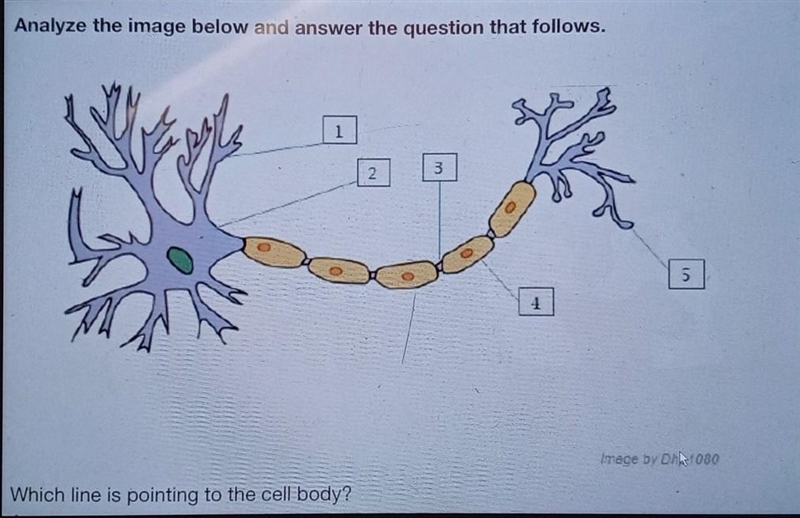 Which line is pointing to the body cell? A. 1 B. 2 C. 4 D. 5 Please select the best-example-1