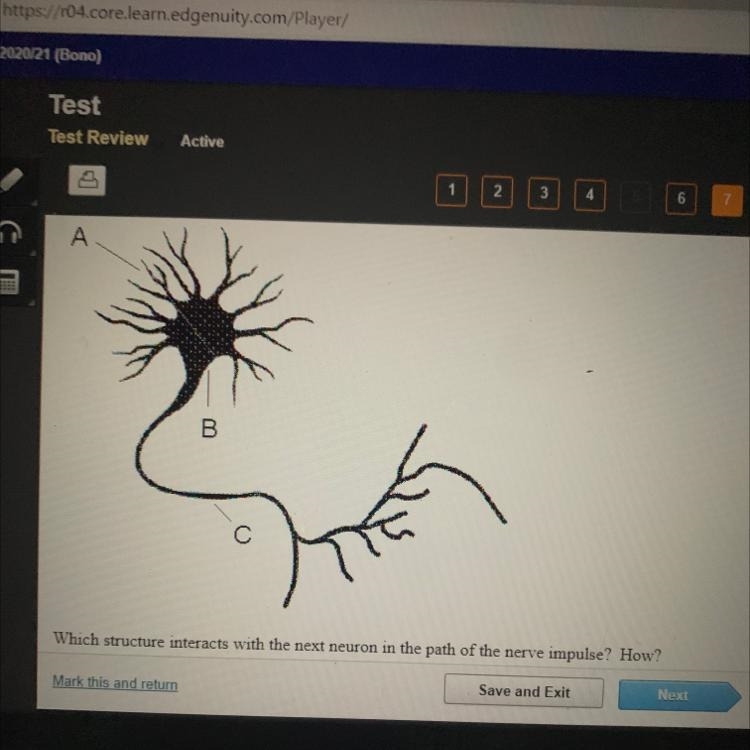 Which structure interacts with the next neuron in the path of the nerve impulse? How-example-1