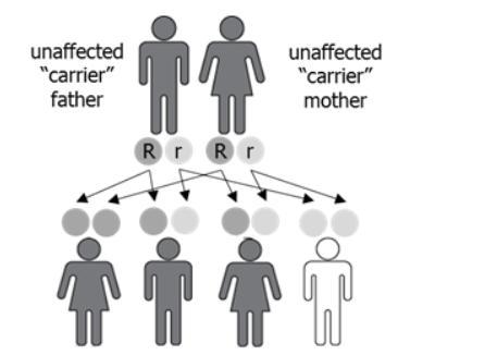 The image shows a cross between a father and a mother who are carriers for a genetic-example-1