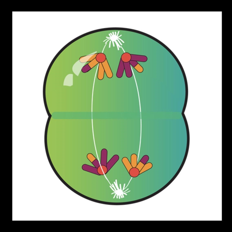 Which phase is shown in the picture below? A) Prophase I B) Metaphase II C) Anaphase-example-1